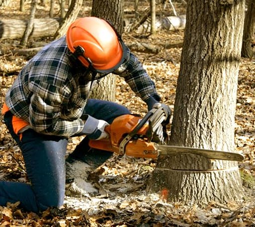 Tree Removal in Houston, AR